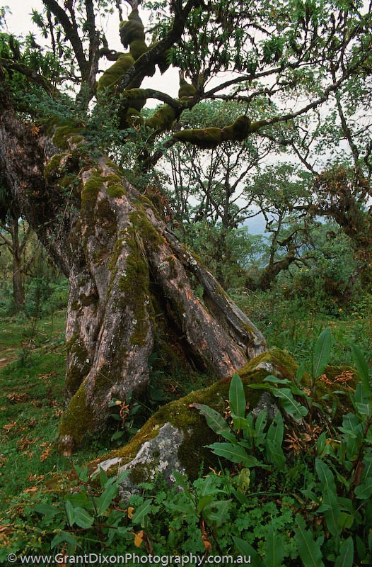 image of Chogoria tree