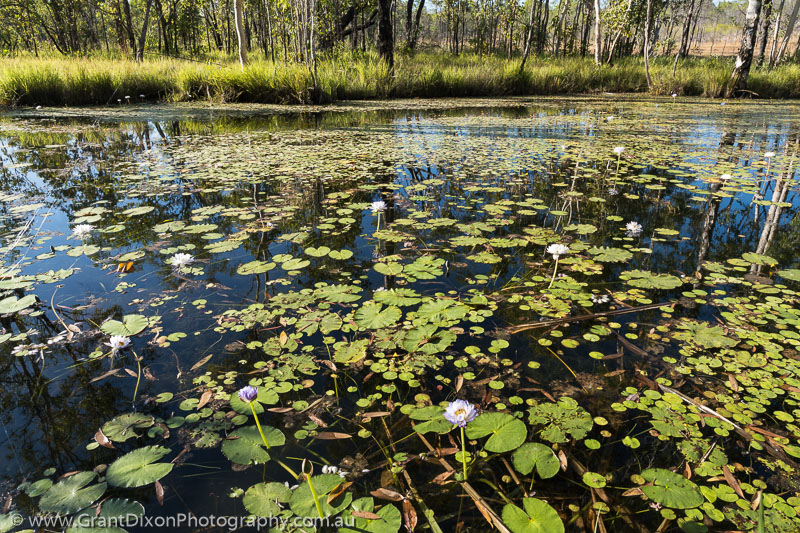 image of Twin Falls Ck water lilies