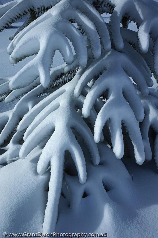 image of Snowy Araucaria branch