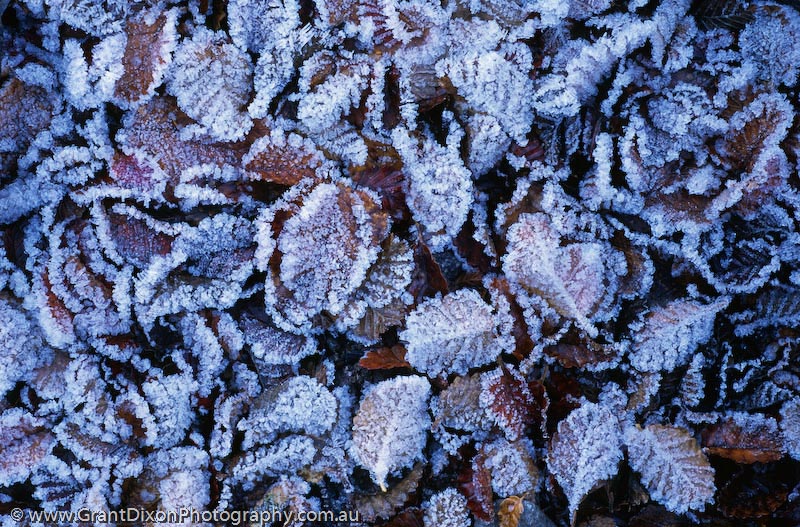 image of Frosty leaves 2