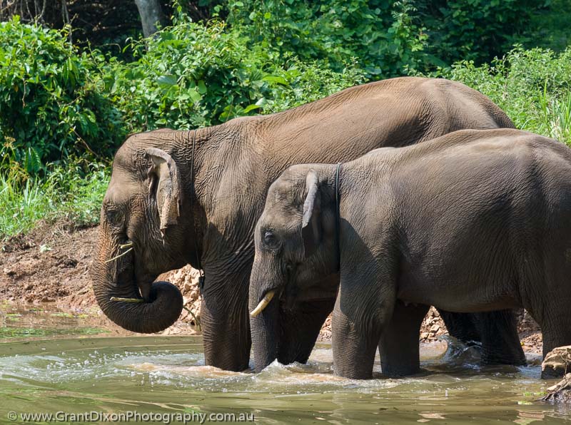 image of Sayaboury elephant pair