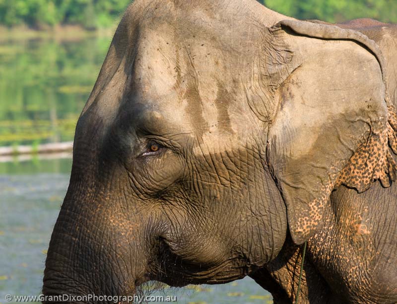 image of Sayaboury elephant head