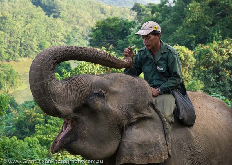 image of Sayaboury elephant & mahout 3