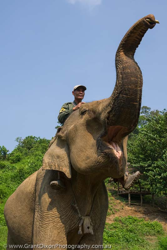image of Sayaboury elephant trunk