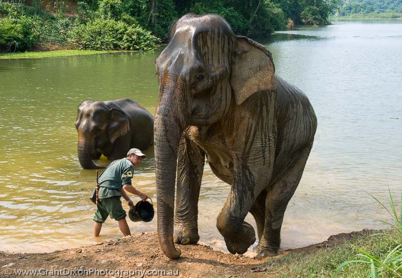 image of Sayaboury elephant emerging