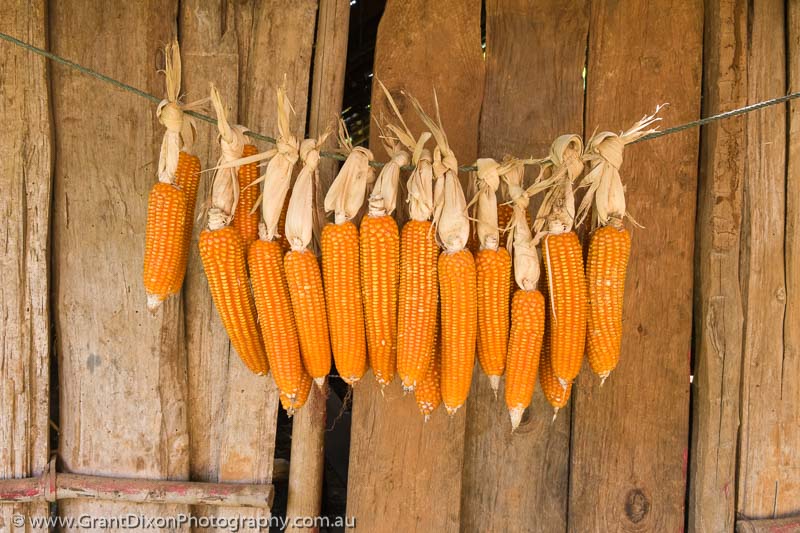 image of Drying corn ears