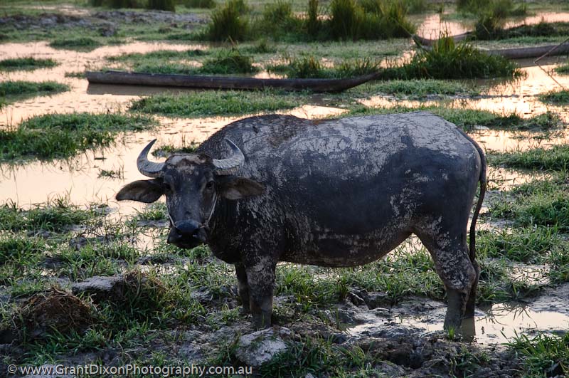 image of Se Pian buffalo dawn 1