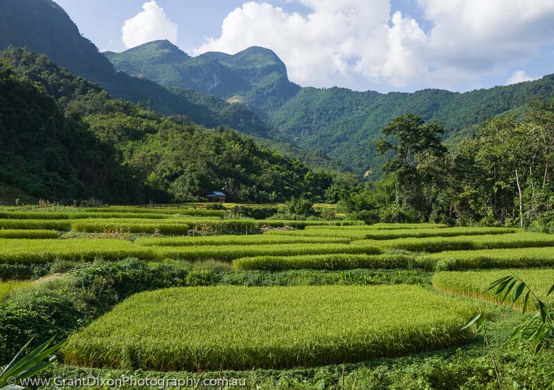 image of Nong Kiaw rice field 2