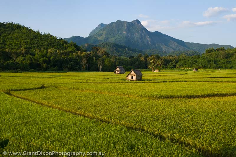 image of Nong Kiaw rice field 1