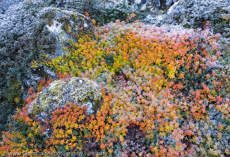 image of Bimthang autumn colour 3