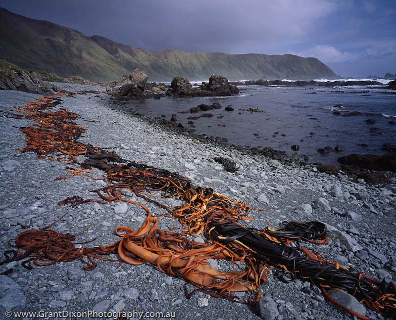 image of Davis Bay kelp