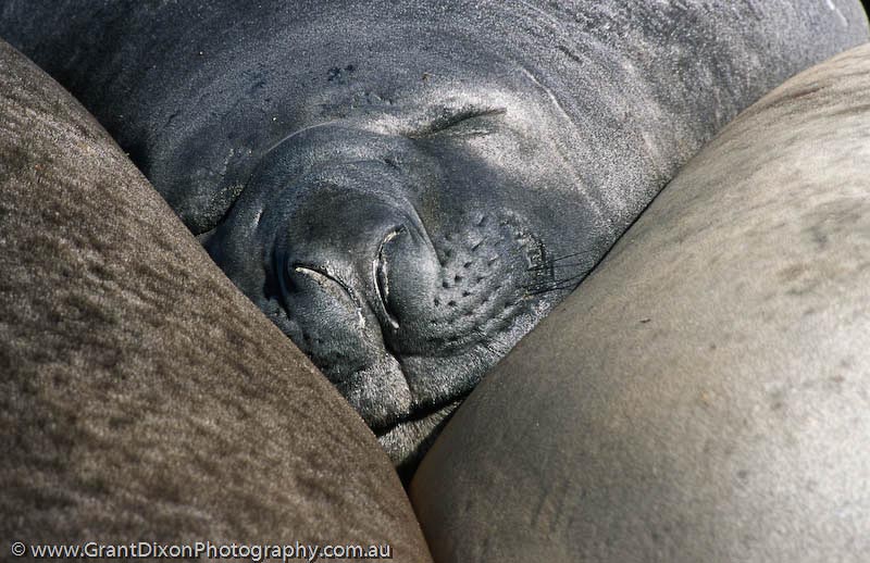 image of Elephant seal dozing 3