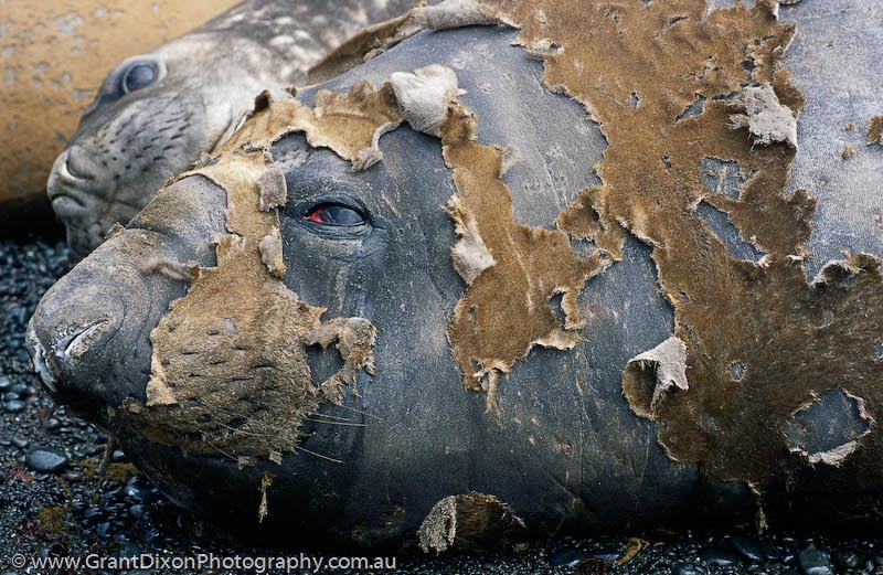 image of Elephant seal moult 1