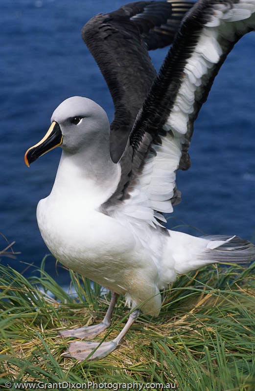image of Grey-headed albatross, MI