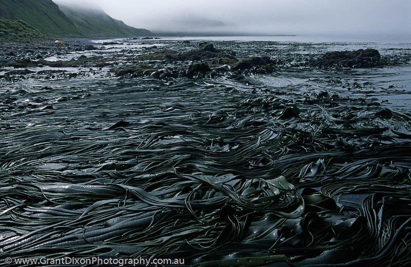 image of Macquarie Island kelp 2