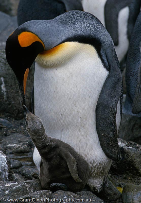 image of King penguin & chick, MI
