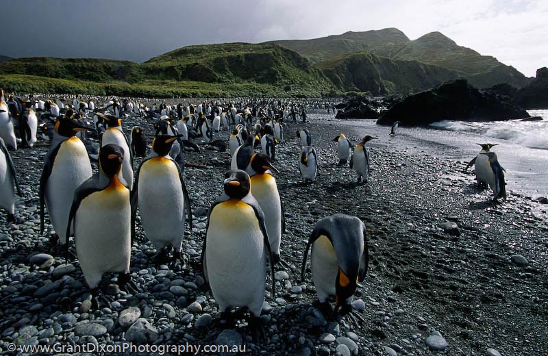 image of King penguins at Green Gorge