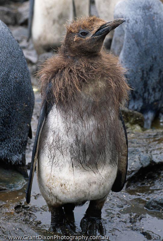image of King penguin moulting 3, MI