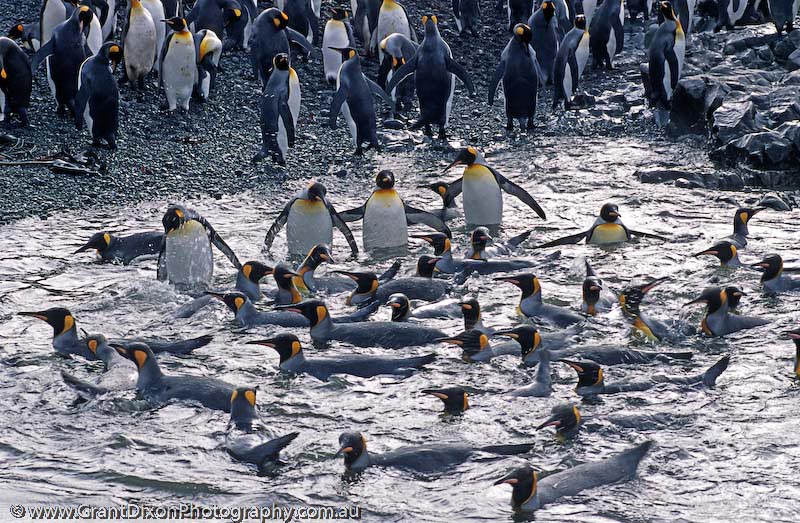 image of King penguins swimming, MI