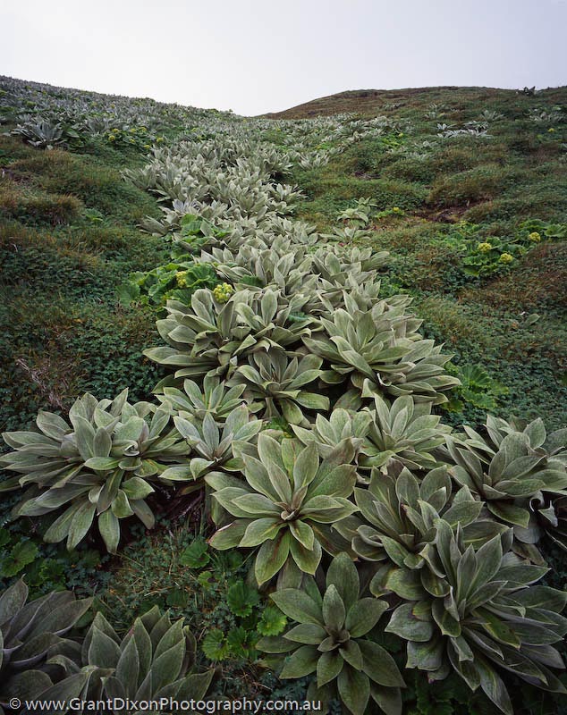 image of Plateau plants, MI