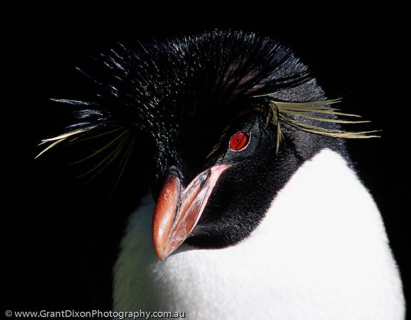 image of Rockhopper penguin 1, MI