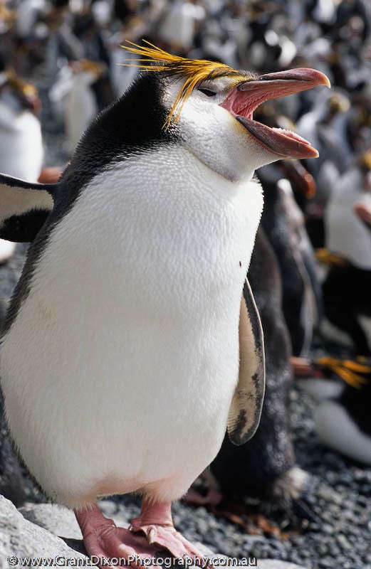 image of Royal penguin beak