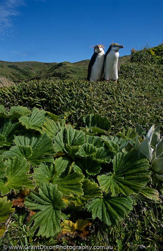 image of Royal penguin pair 3