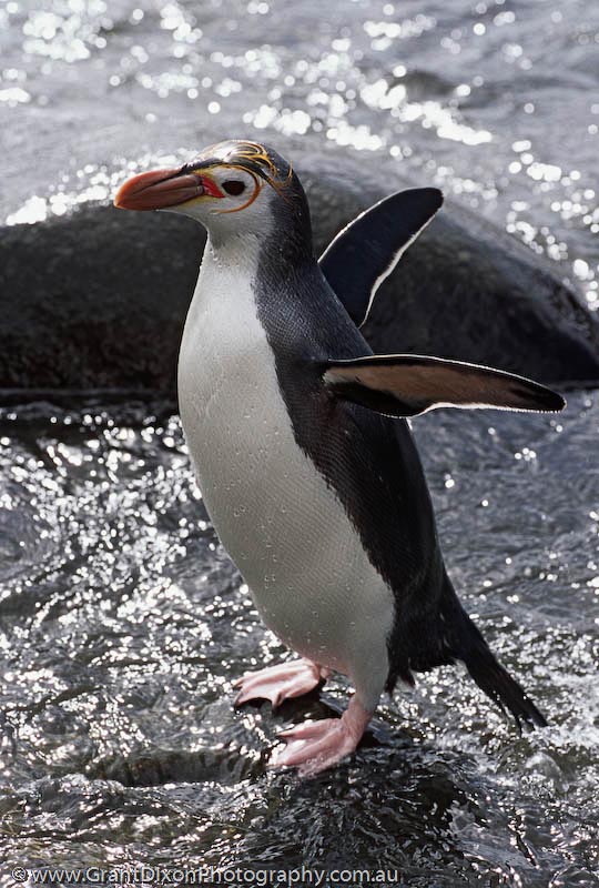 image of Royal penguin slick