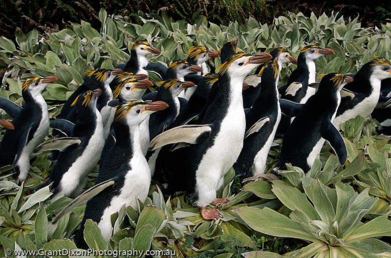 image of Royal penguins in vegetation
