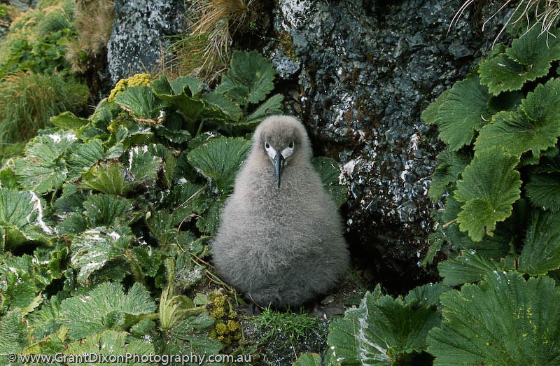 image of Sooty albatross chick 2, MI