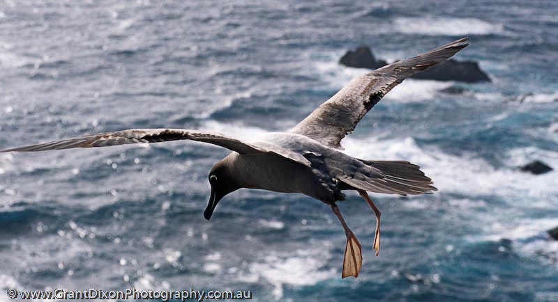 image of Sooty albatross flying, MI