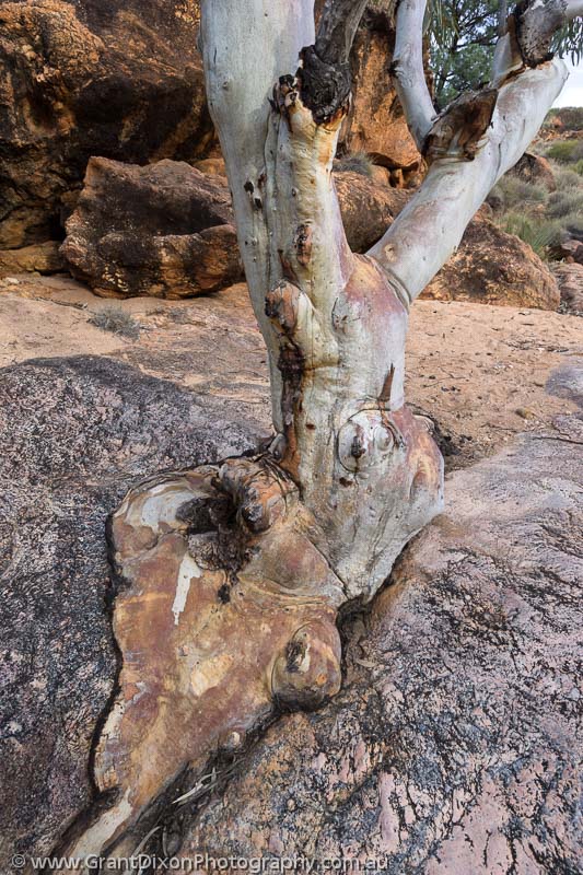image of Mawson tree & rock 1