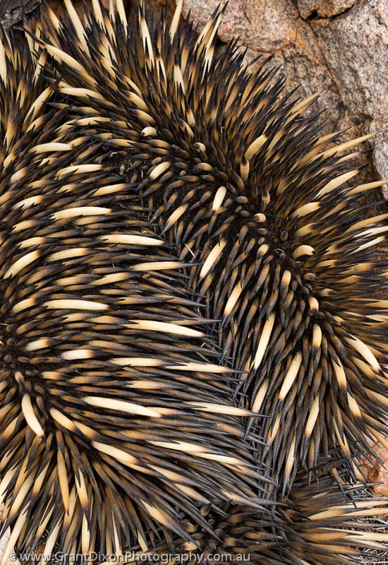 image of Echidna spines