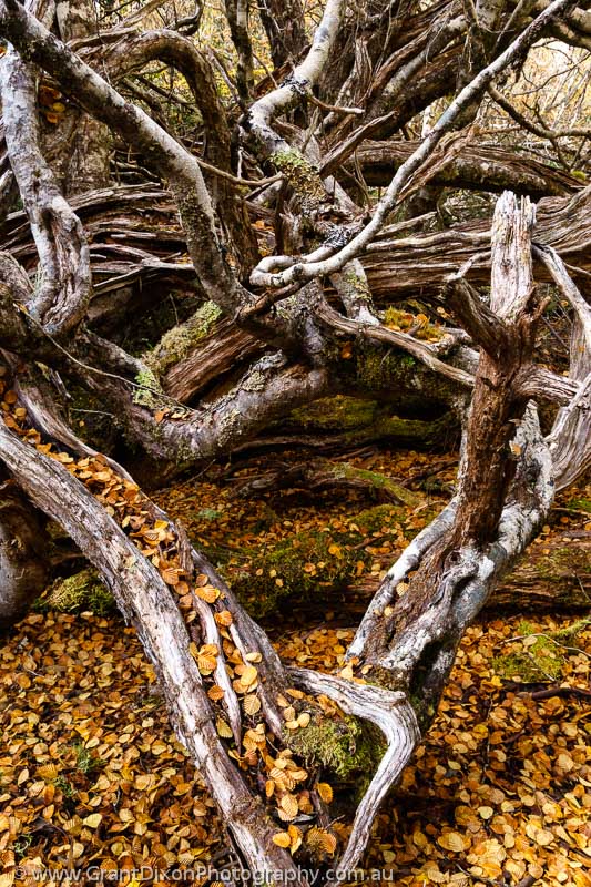 image of Twisted fagus