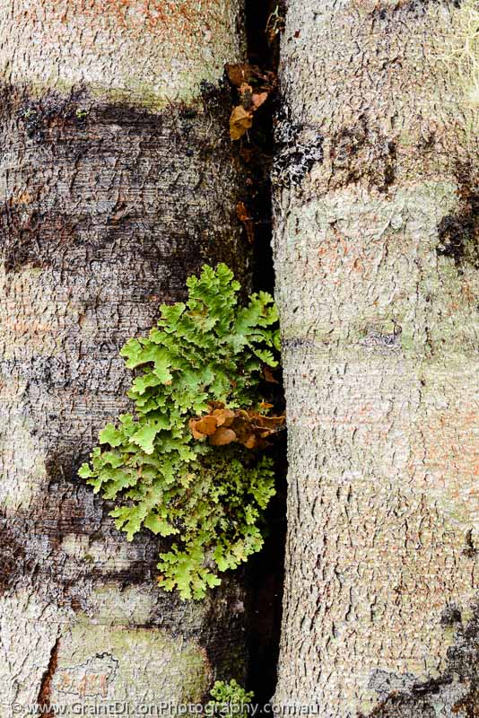 image of Mersey lichen