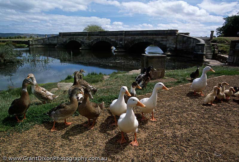 image of Ross Bridge and ducks