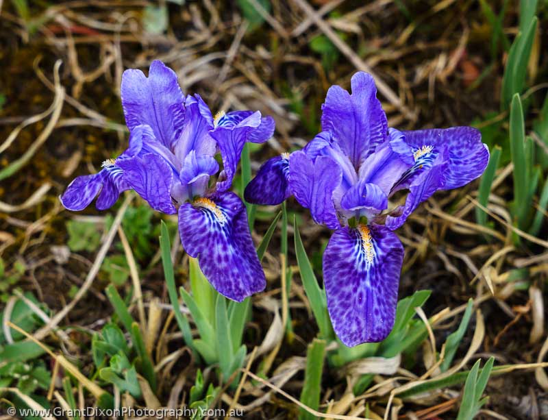 image of Wild Iris flowers