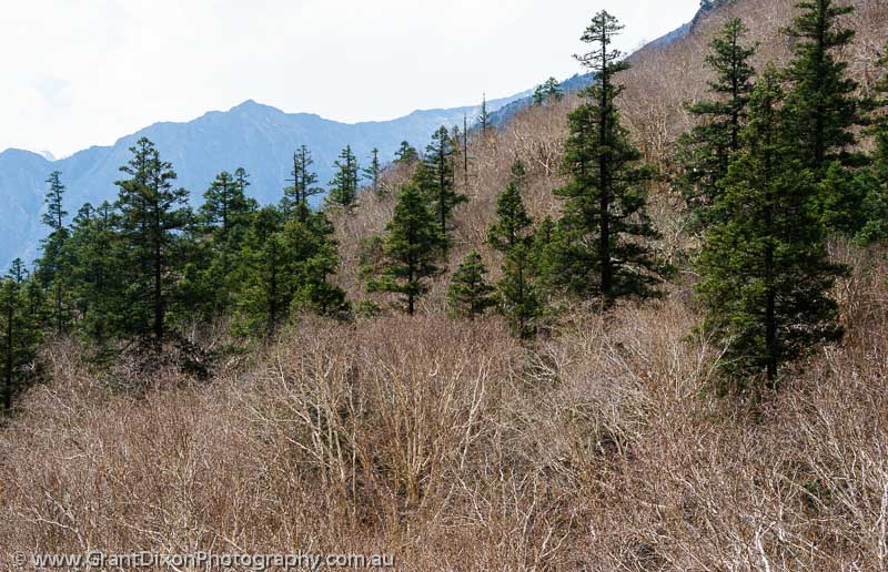 image of Mugu highland forest