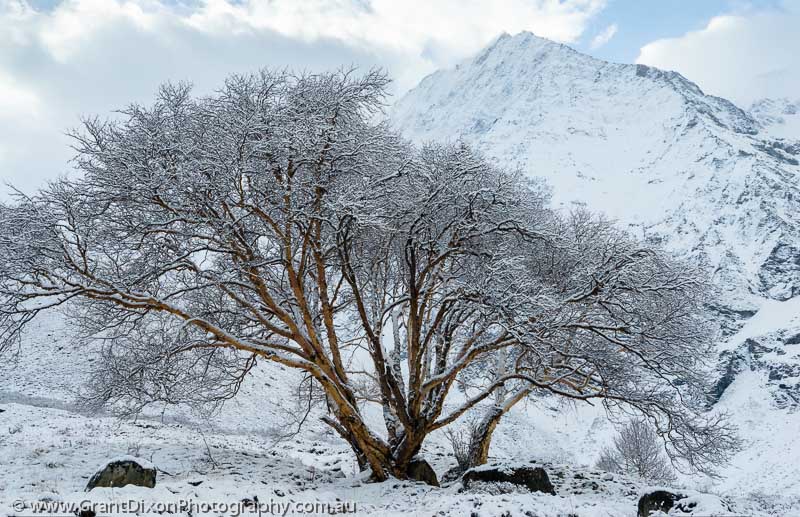 image of Chyarga snowy Birch tree 4