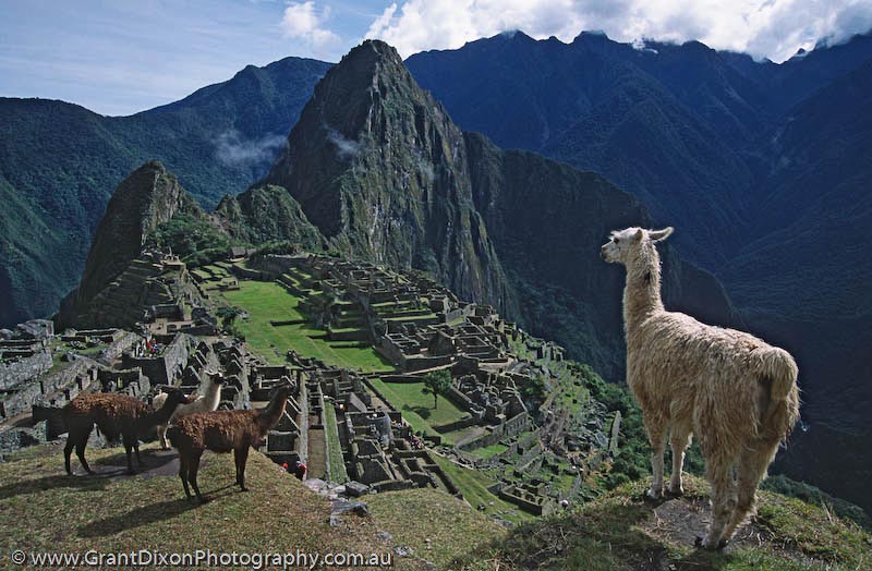 image of Machu Picchu llamas