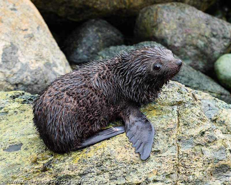 image of Long Point seal pup 1