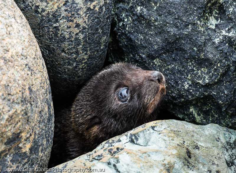 image of Long Point seal pup 2