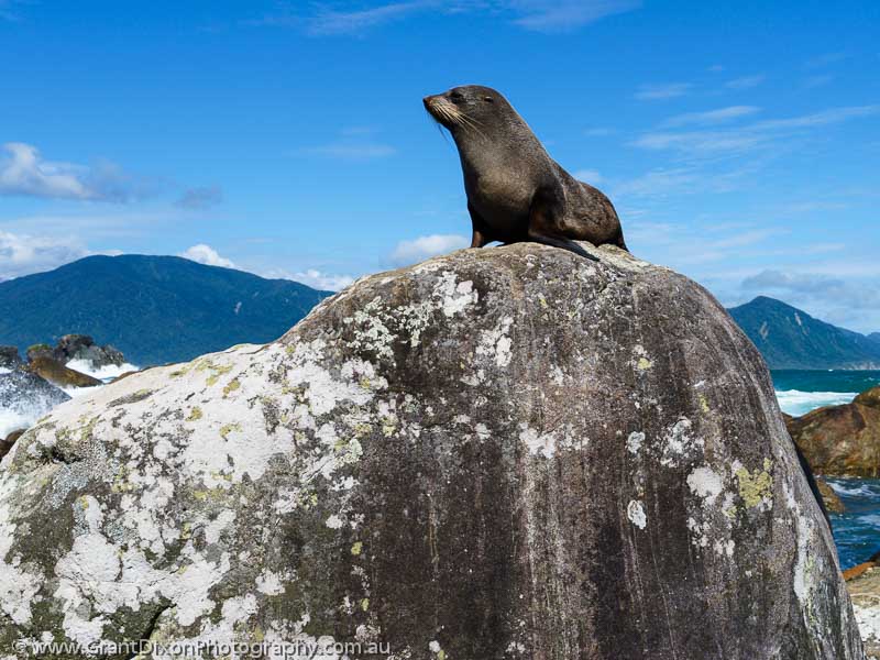image of Long Point seal look-out