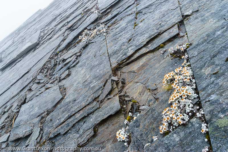 image of Edelweiss & schist
