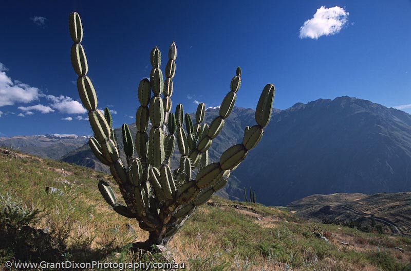 image of Colca cactus 2