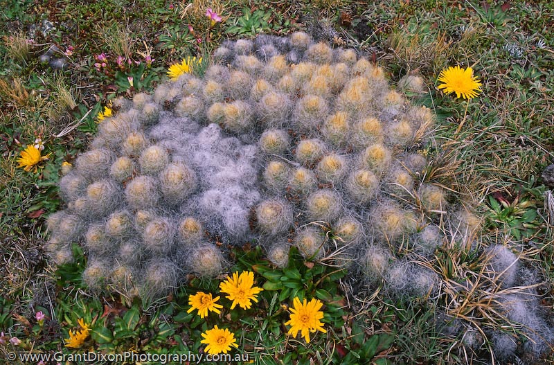 image of Alpine cactus