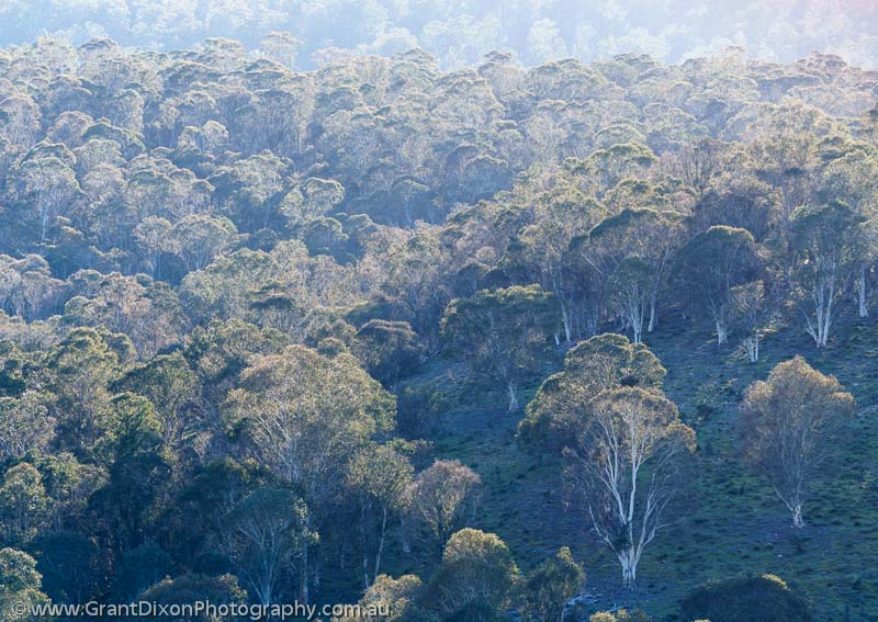image of Serpentine eucalypt canopy