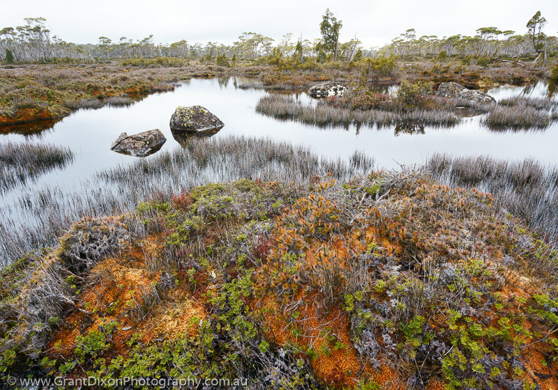 image of Central Plateau sphagnum wetland 