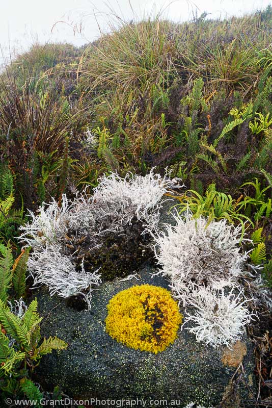 image of Lichen garden 3