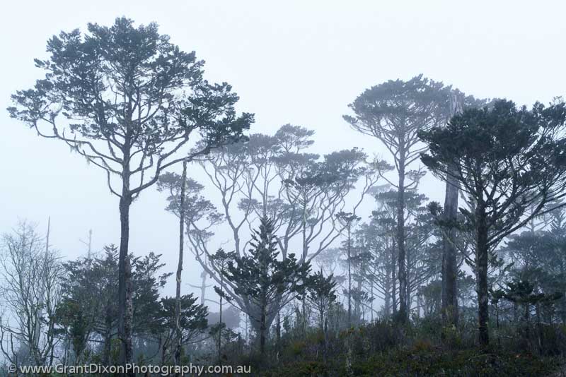 image of Capella misty woodland 2